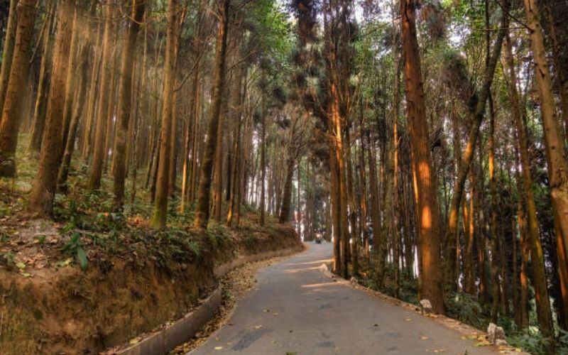 Kalimpong Calm: Serenity in the Eastern Himalayas