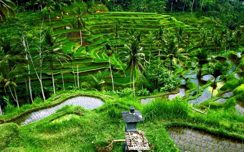 Singapore & Bali Blis