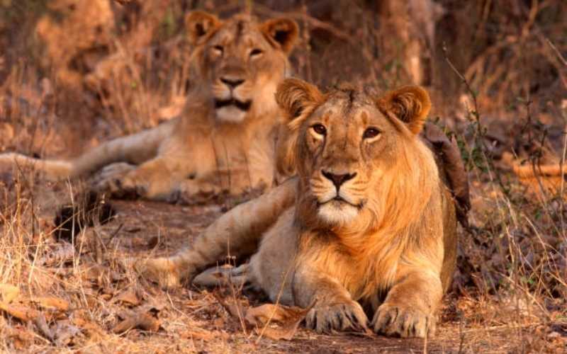 Gujarat's Sacred & Wild Trail