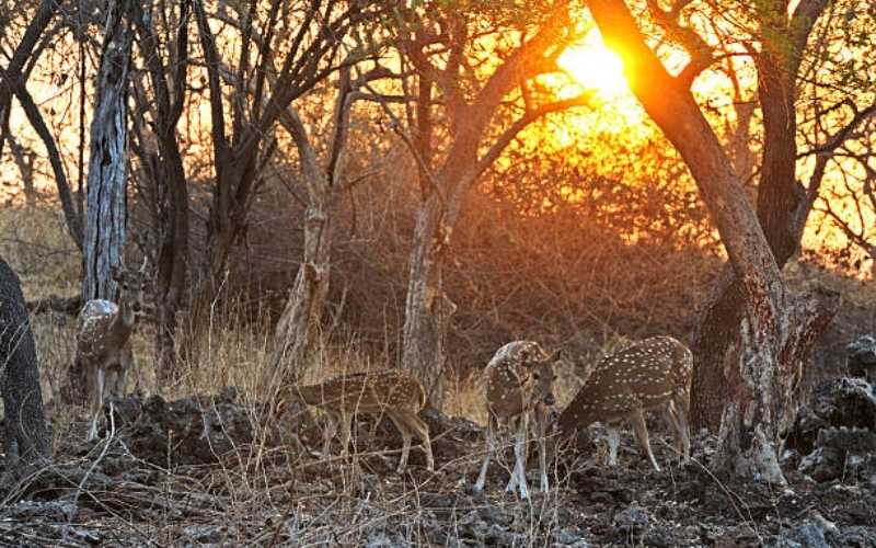 Divine Pilgrimage & Jungle Safari