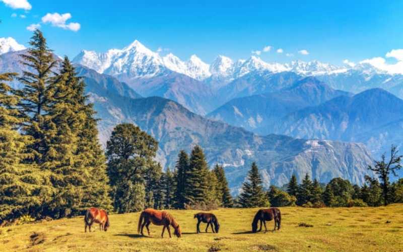 Kumaon Trails: Wildlife, Peaks & Hidden Gems