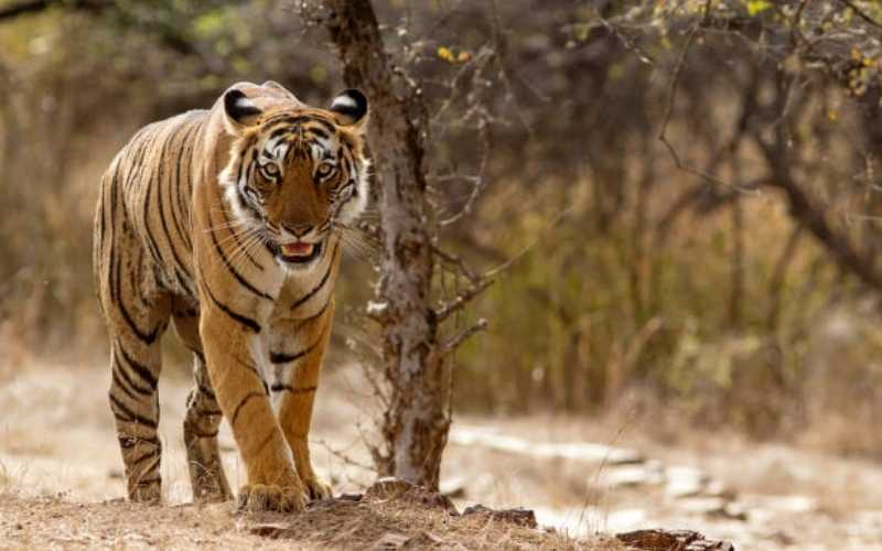 The Wild Heart of Rajasthan