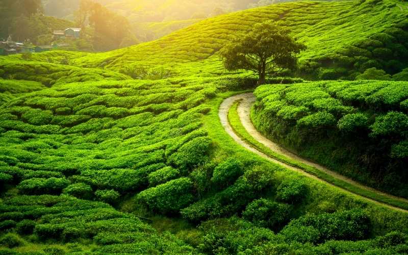 Darjeeling Dreams: The Queen of Hills Tour
