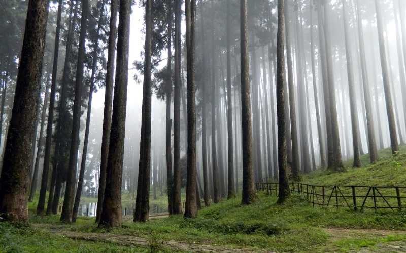 Darjeeling Dreams: The Queen of Hills Tour