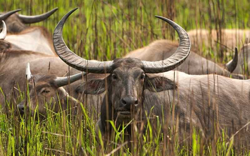 Assam & Meghalaya Discovery