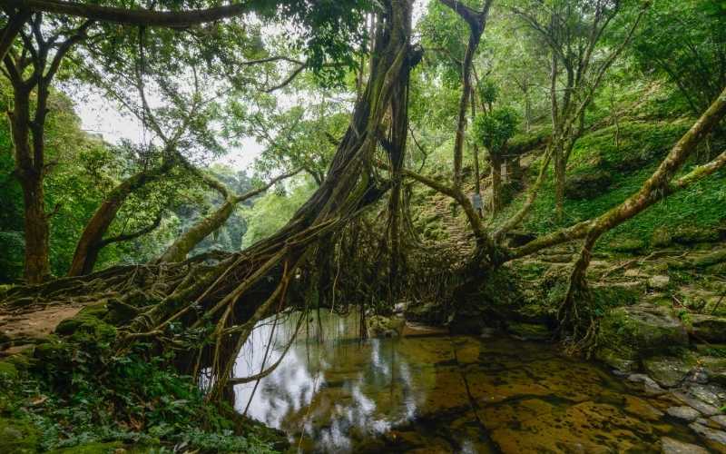 A Himalayan Rainland Journey