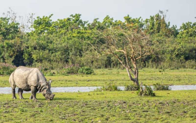 Essence of Assam Tour