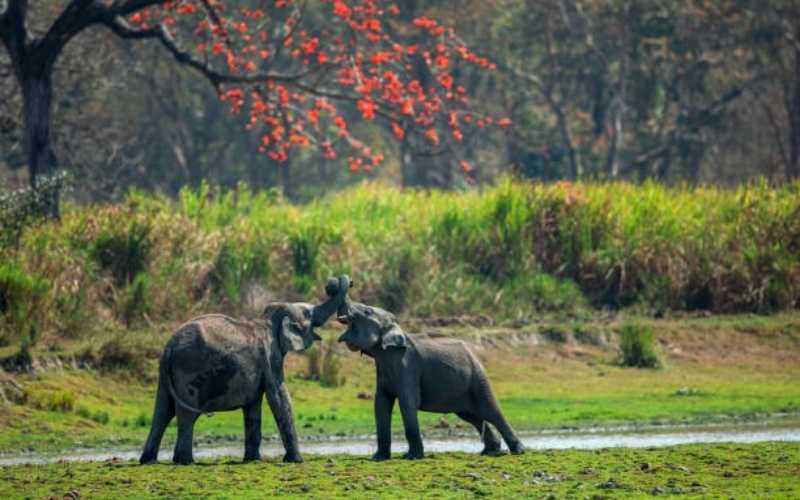 Wild & Sacred Assam