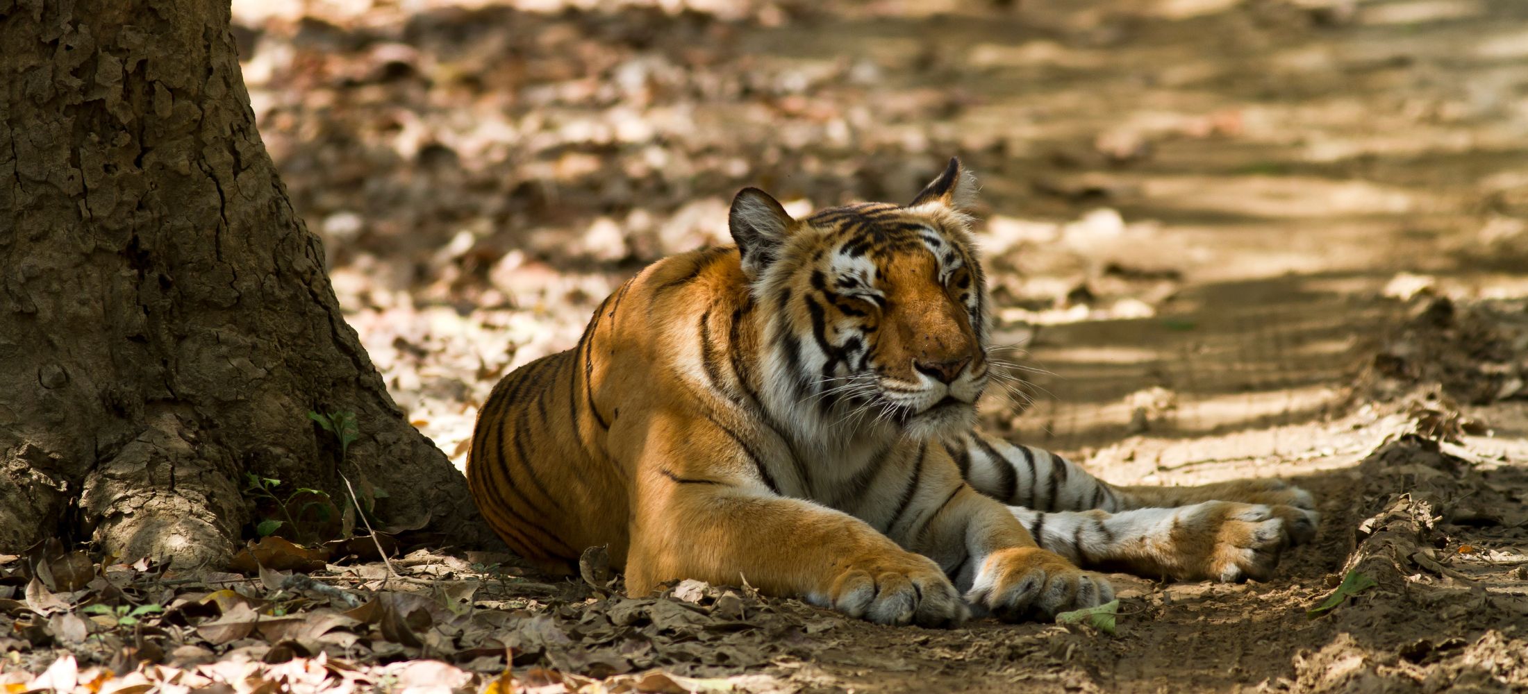The Wild Heart of Rajasthan