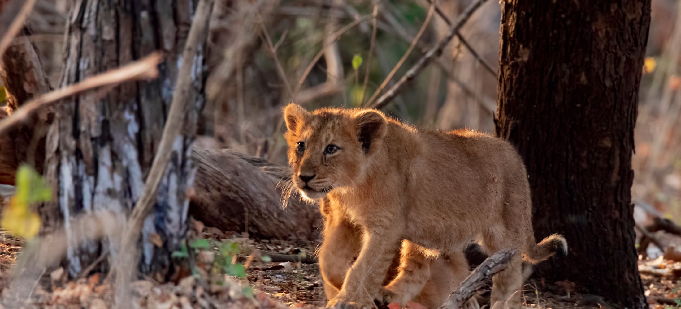 Divine Pilgrimage & Jungle Safari