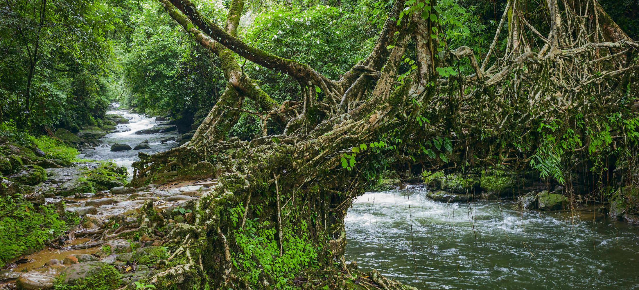A Himalayan Rainland Journey