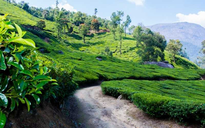 Coimbatore to Munnar Getaway