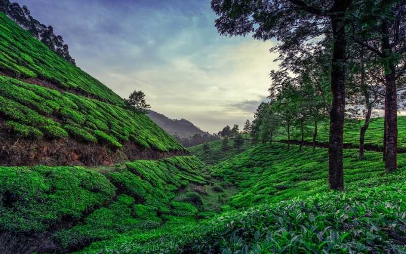 Coimbatore to Munnar Getaway