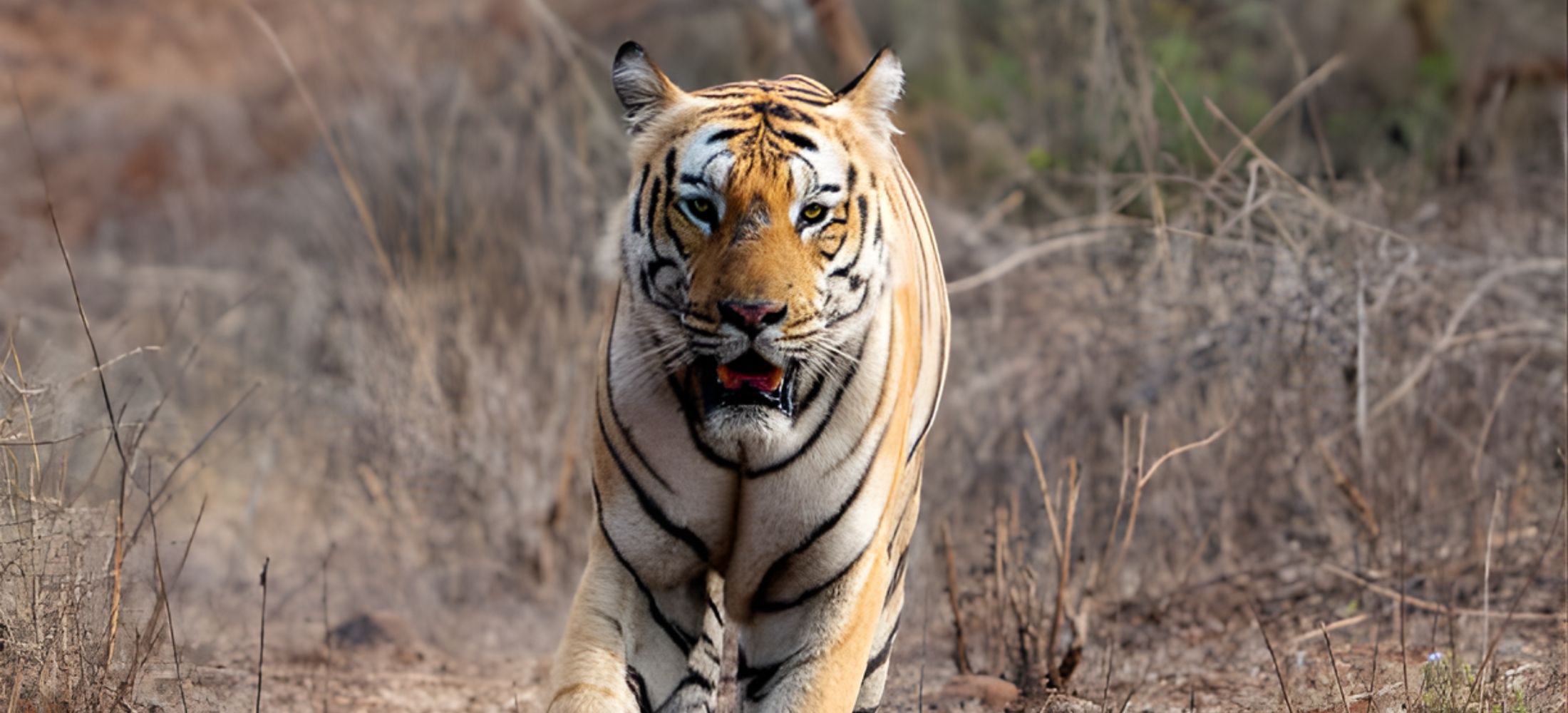 Holy Ganges to Mangrove Majesty